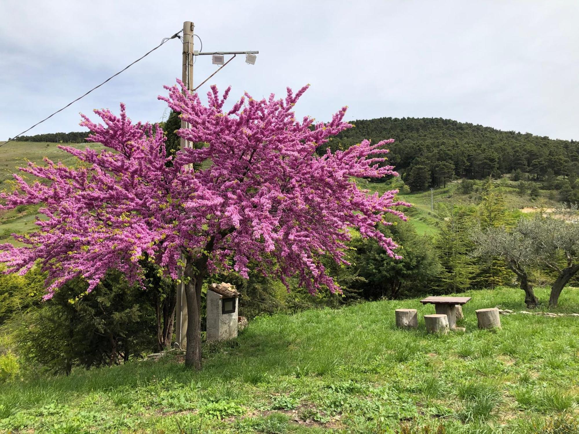 Agriturismo Serra Moneta Santo Stefano Quisquina Eksteriør billede