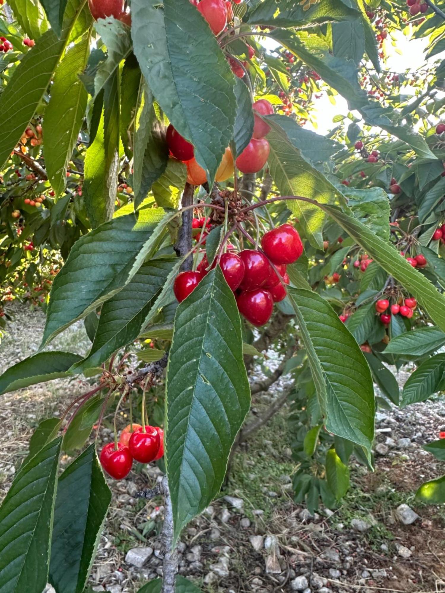 Agriturismo Serra Moneta Santo Stefano Quisquina Eksteriør billede