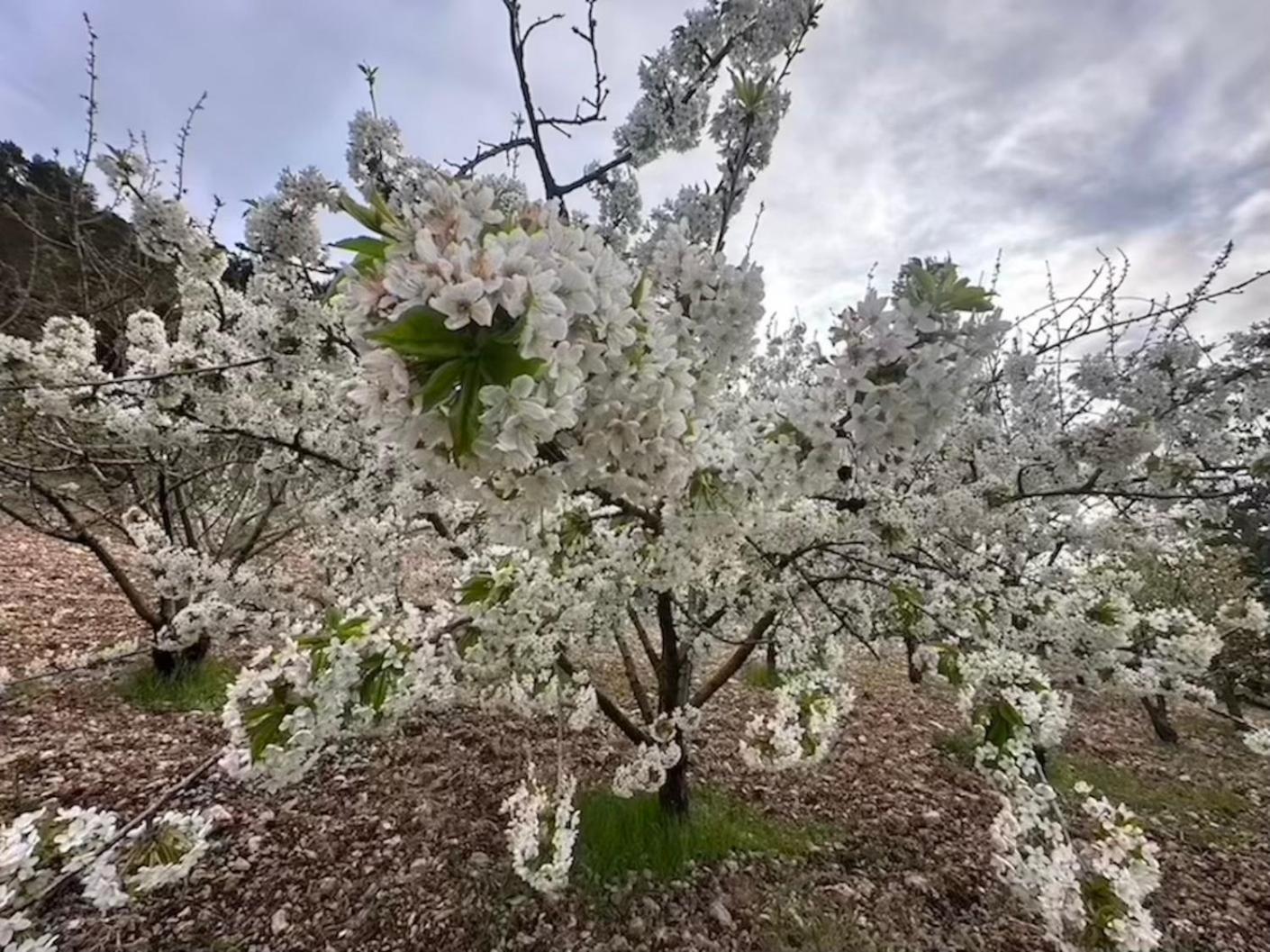 Agriturismo Serra Moneta Santo Stefano Quisquina Eksteriør billede