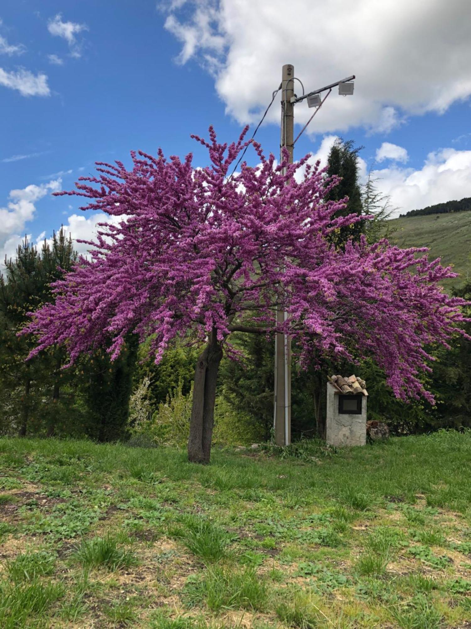 Agriturismo Serra Moneta Santo Stefano Quisquina Eksteriør billede
