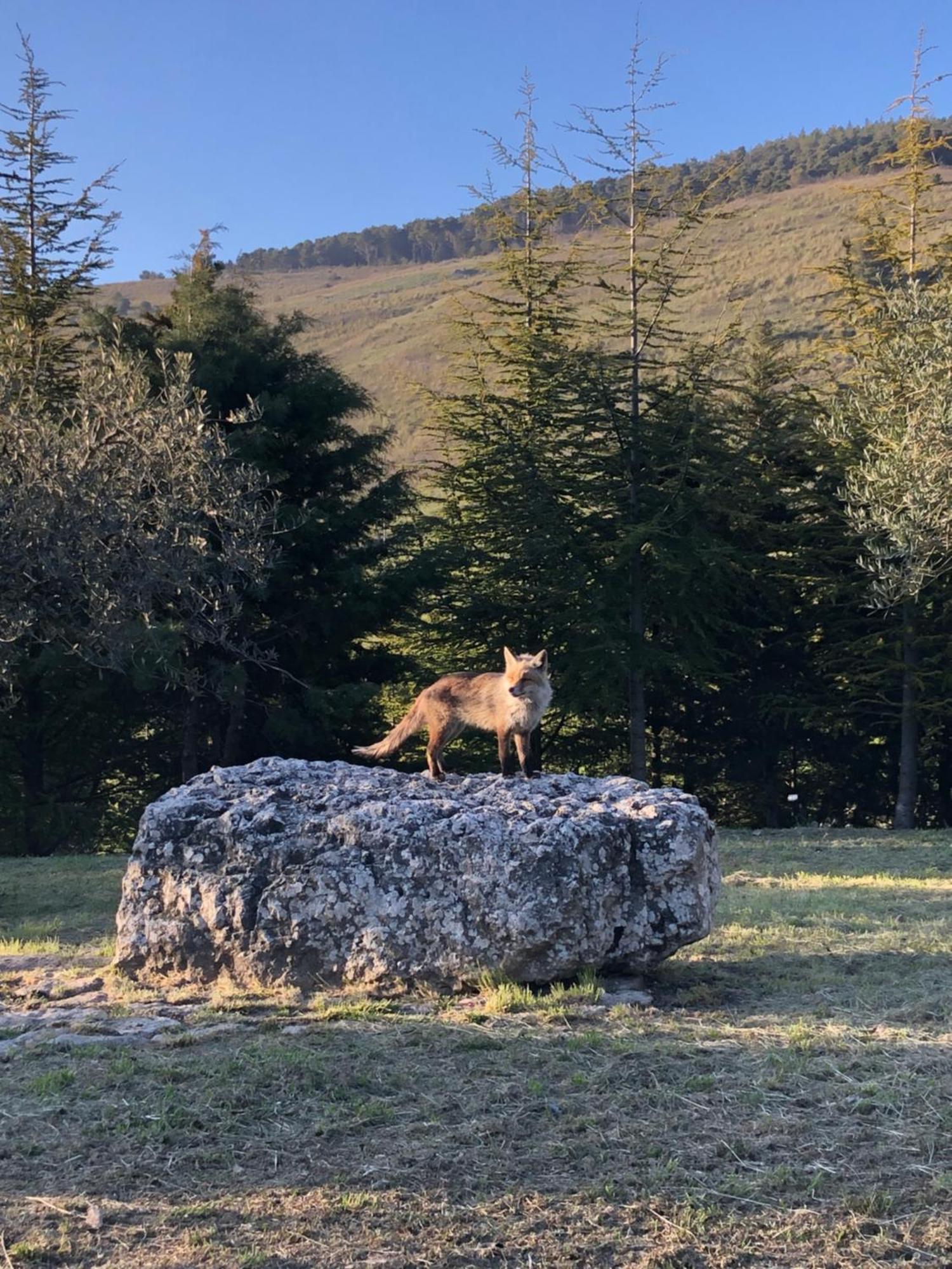 Agriturismo Serra Moneta Santo Stefano Quisquina Eksteriør billede